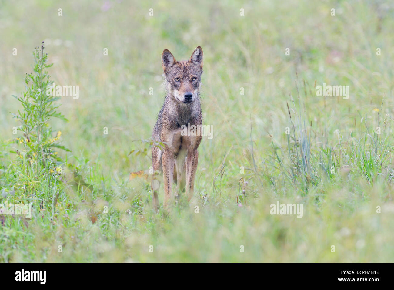 Eurasian Wolf (Canis lupus lupus), stands in a meadow, Hohen Tatra National Park, Slovakia Stock Photo