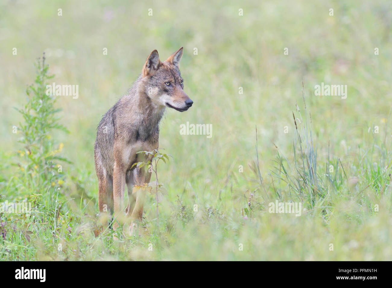 Eurasian Wolf (Canis lupus lupus), stands in a meadow, Hohen Tatra National Park, Slovakia Stock Photo