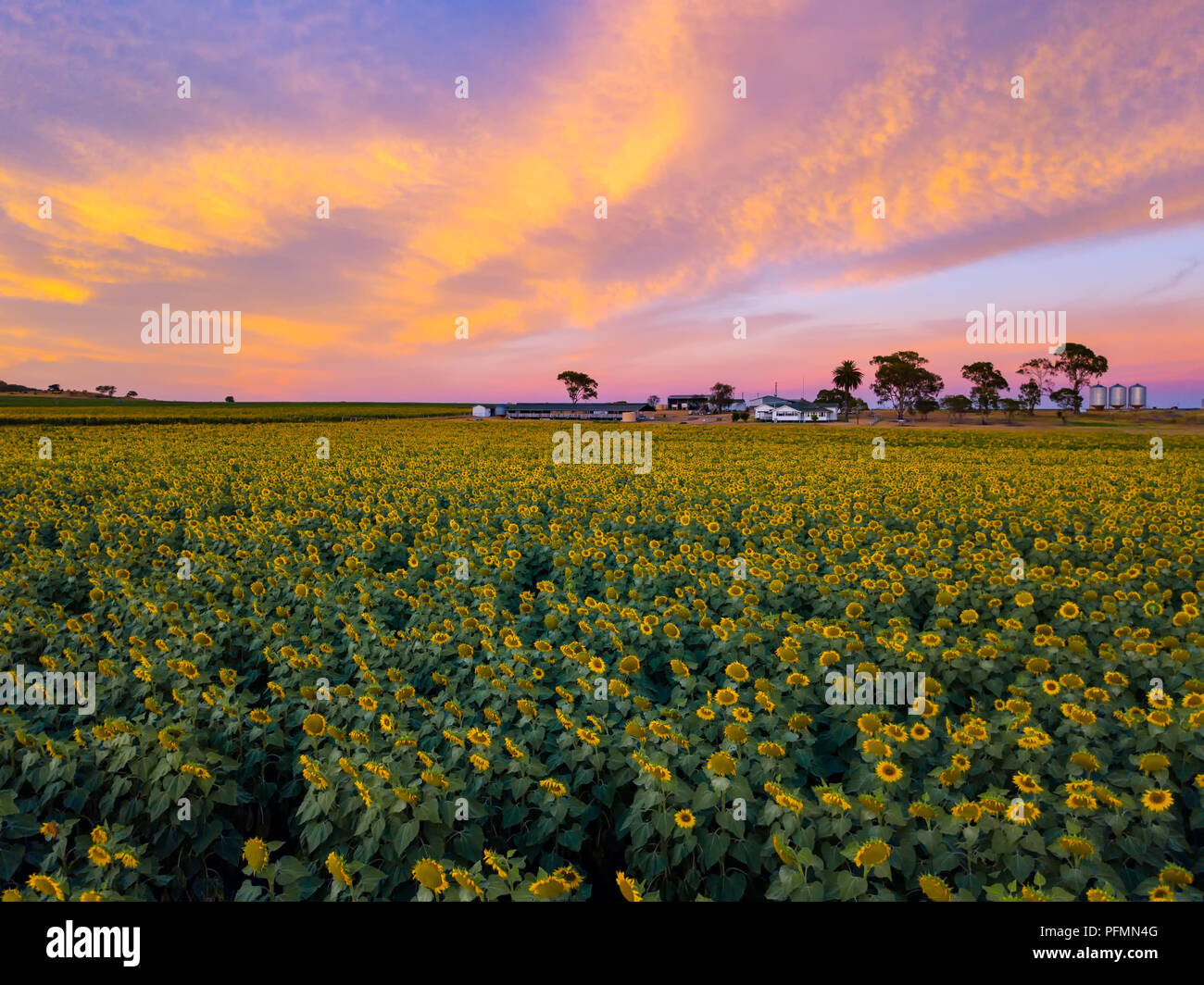 A sunflower field at sunrise Stock Photo Alamy