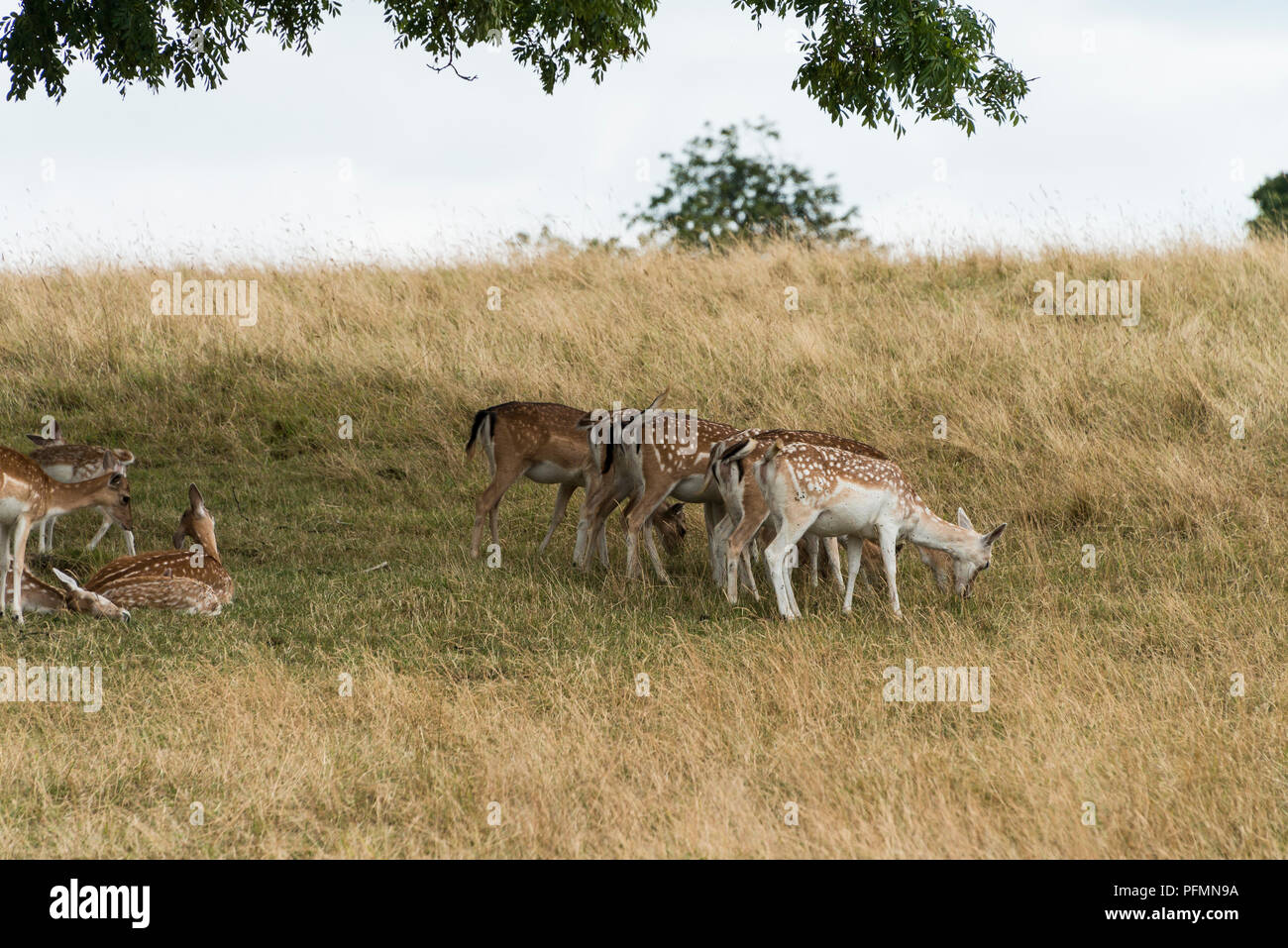 A herd of fallow deer (Dama dama) under a tree Stock Photo