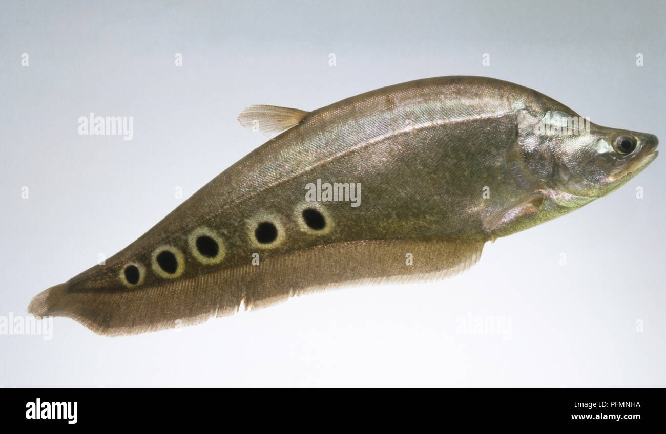 Clown Knifefish (Notopterus chitala), showing tiny, feather-like dorsal fins and black spots on side Stock Photo