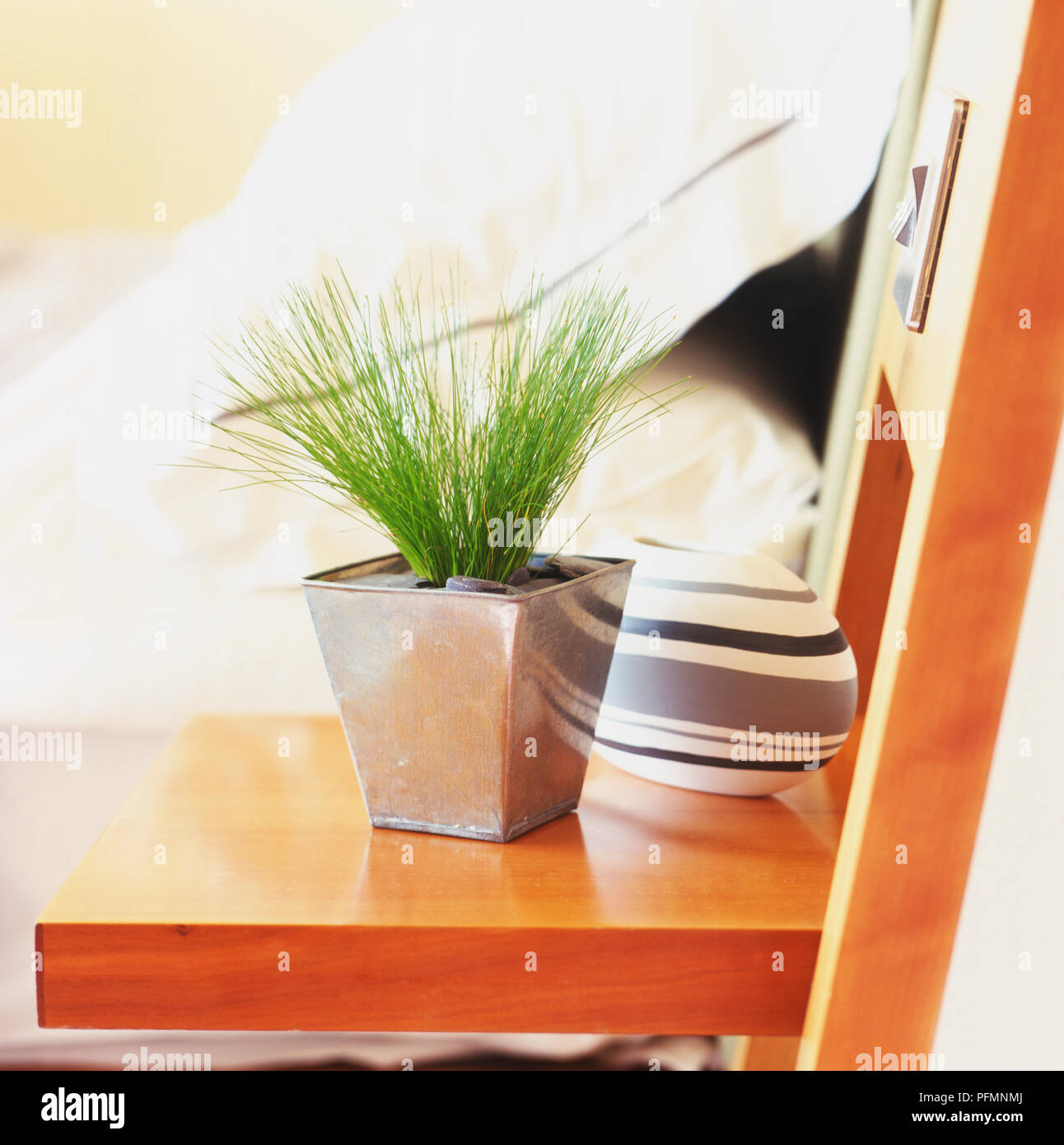 Isolepis grass in a sleek metal container, with a trim of small slate pieces to keep the compost moist, standing next to a coloured pot on a wooden beside table. Stock Photo