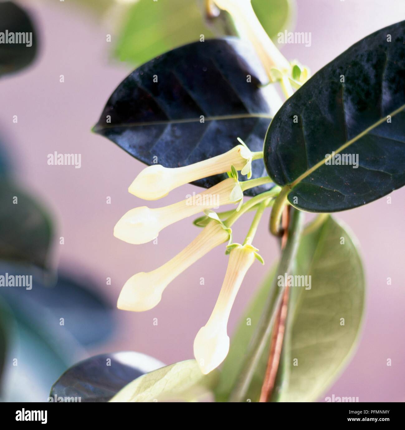 White flowers and green leaves from Stephanotis floribunda (Bridal wreath), close-up Stock Photo