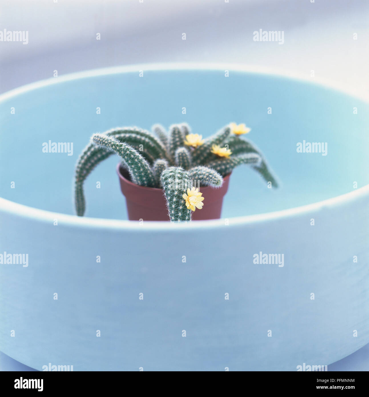 Diminutive, yellowflowering rat's tail cacti in a plastic pot placed