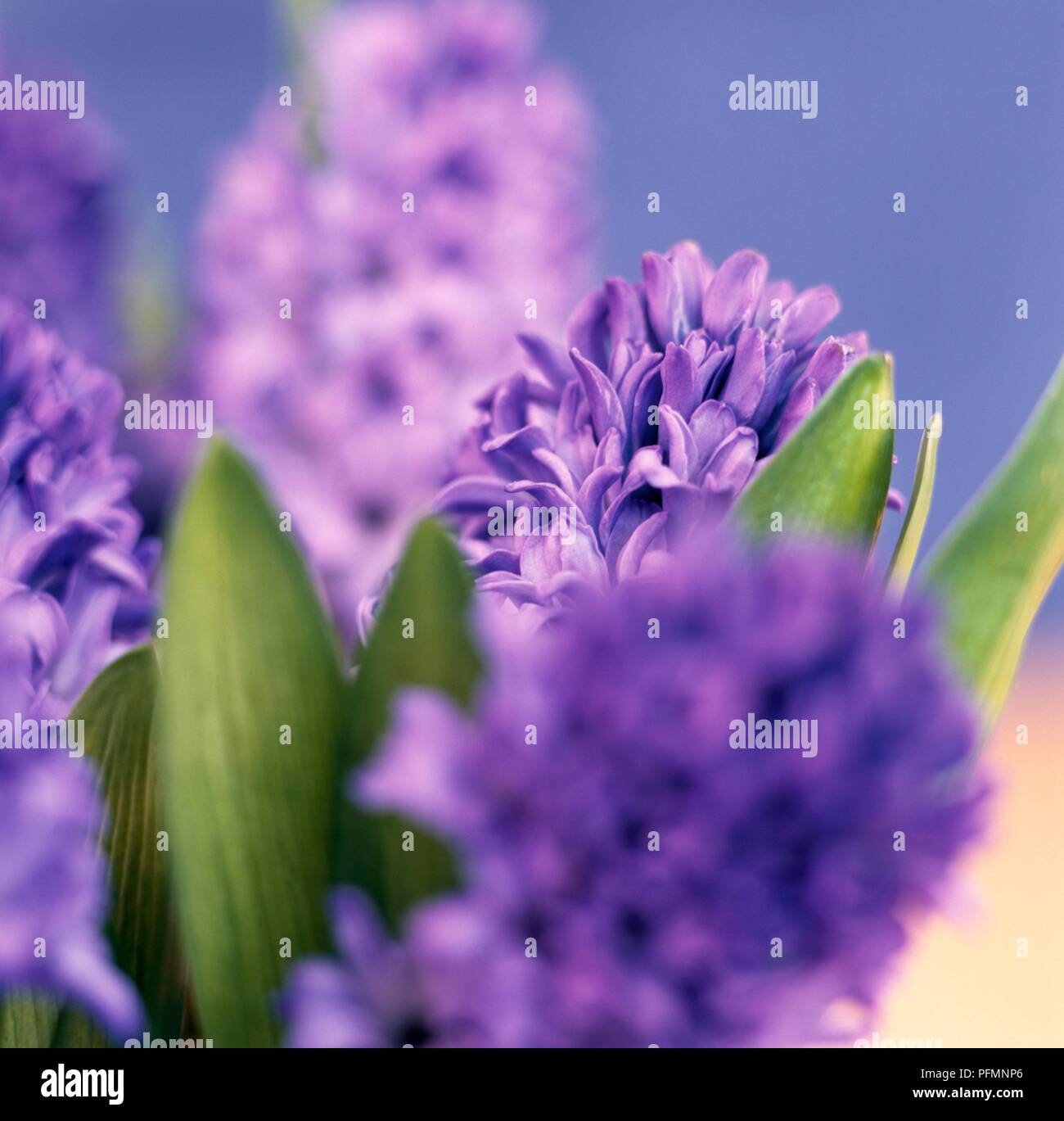 Flower heads of purpleblue hyacinths, closeup Stock Photo Alamy