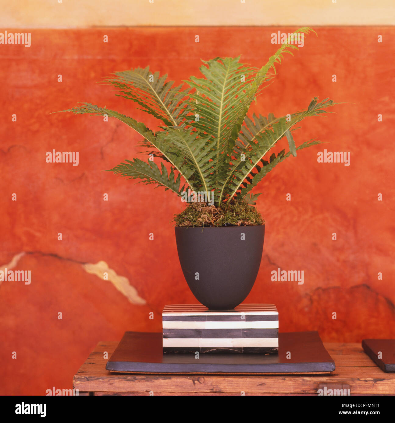 Here a matt black pot stands on a pair of plinths to show off the elegant, arching lines of fern. Stock Photo