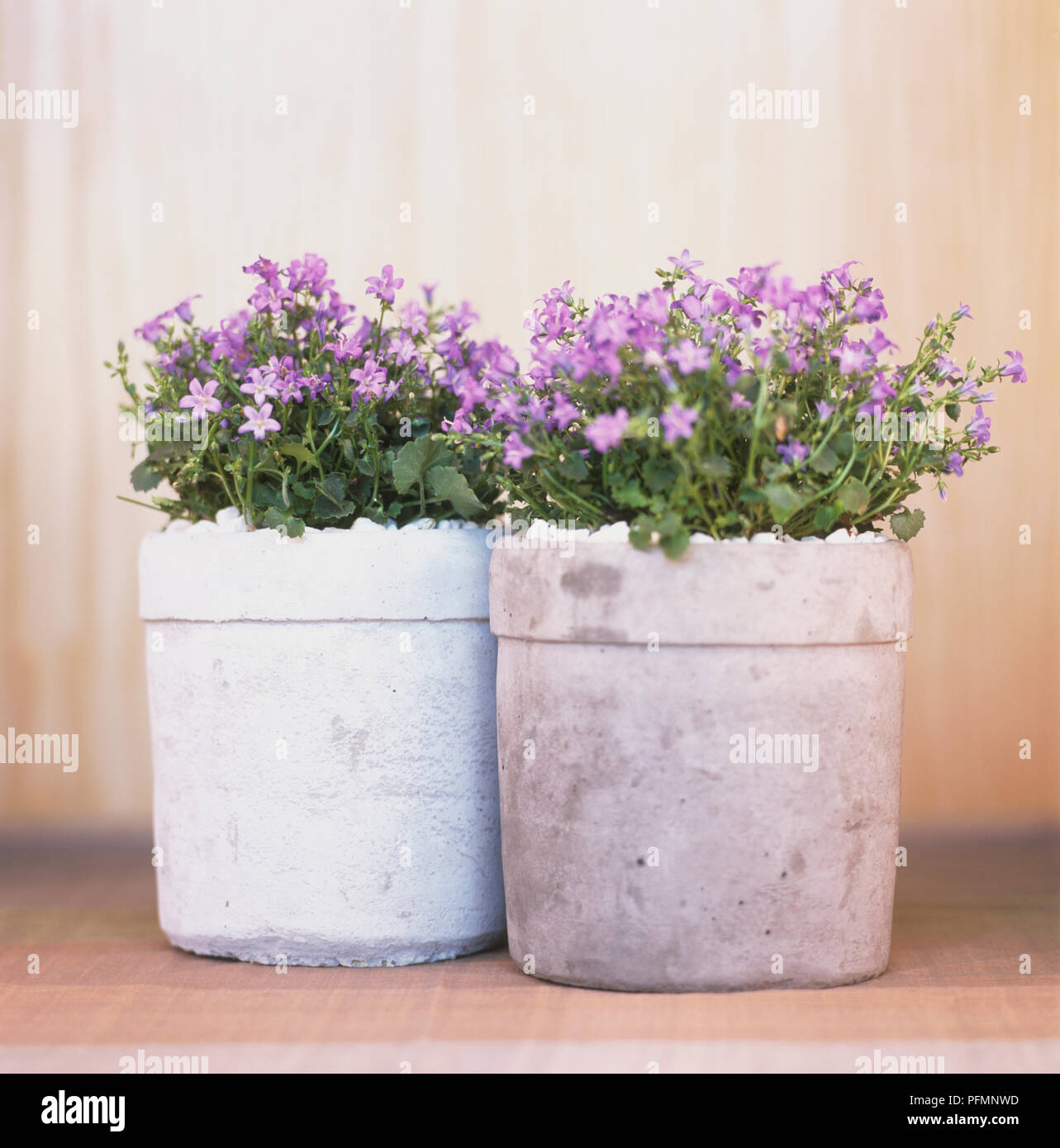 Two tall concrete pots filled with low-growing, purple Campanula sp., Bellflowers, front view. Stock Photo