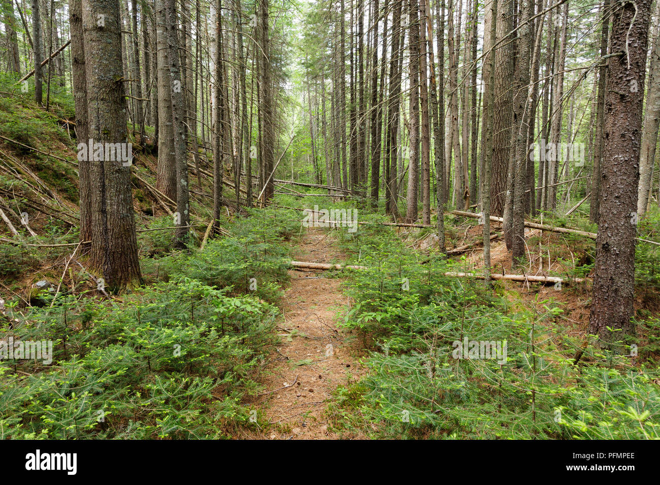 The Old Railroad Bed Of The East Branch Lincoln Railroad 13 1948 In The Area Of Stillwater Junction In The Pemigewasset Wilderness Of Lincoln Stock Photo Alamy