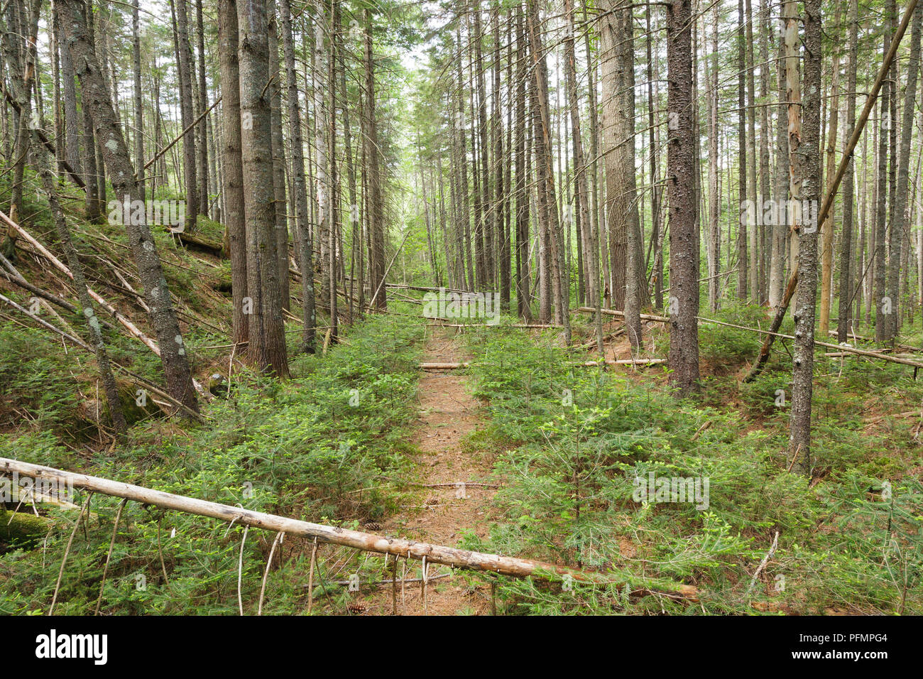 The Old Railroad Bed Of The East Branch Lincoln Railroad 13 1948 In The Area Of Stillwater Junction In The Pemigewasset Wilderness Of Lincoln Stock Photo Alamy