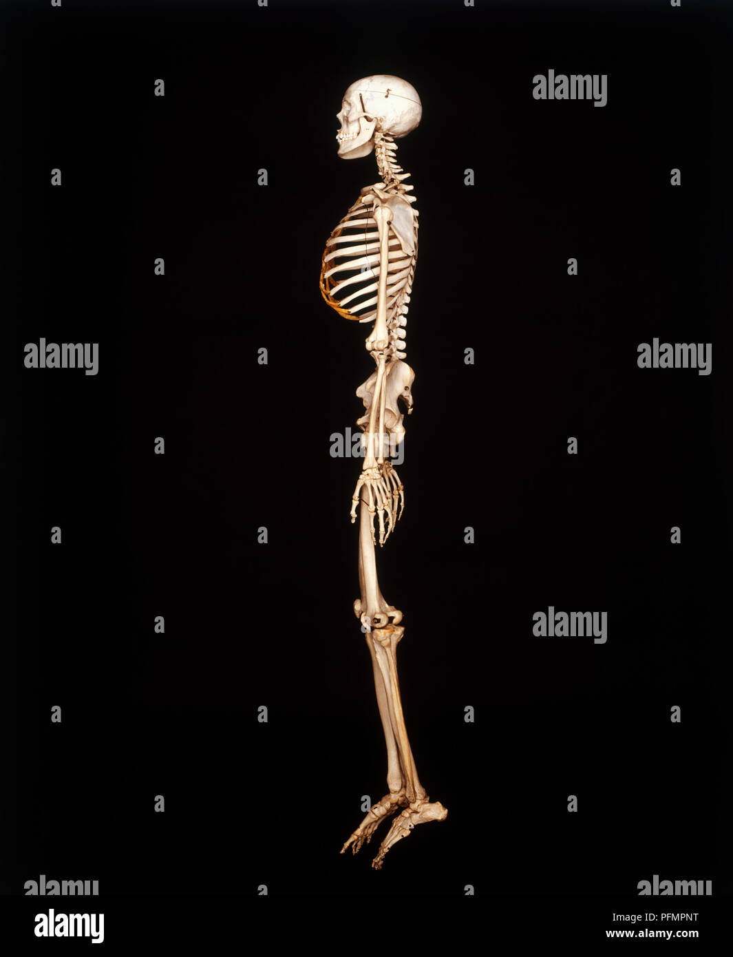 Human skeleton, side view Stock Photo