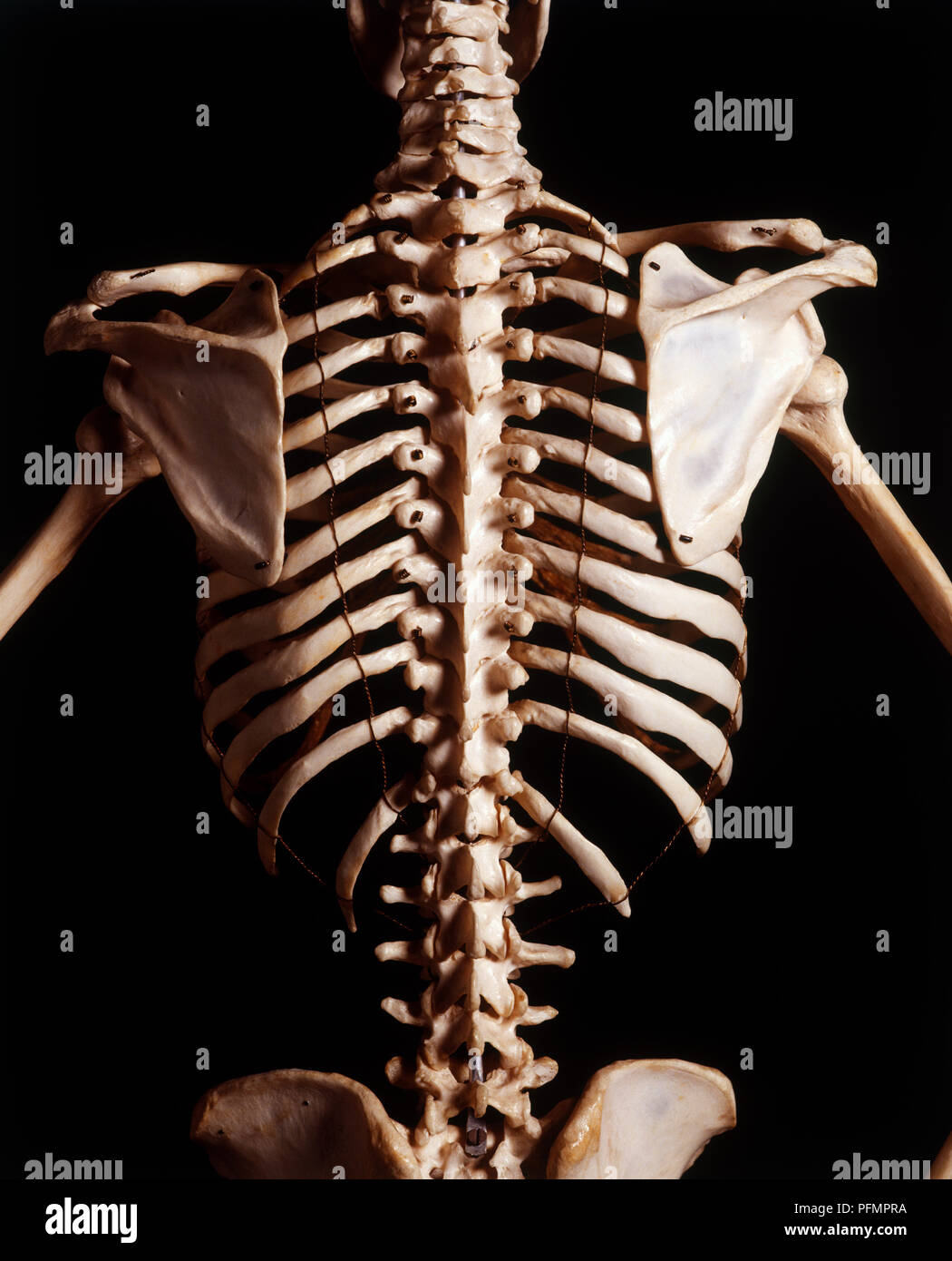 Human skeleton, rib cage and shoulder blades, high angle view Stock Photo