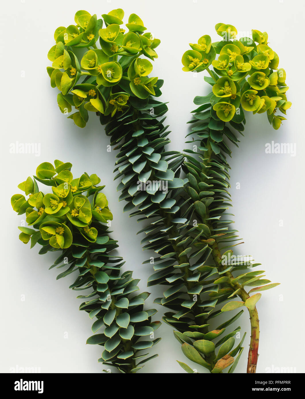 Euphorbia myrsinites, an evergreen perennial with small pointed leaves carried in spirals around the prostrate stems with vivid yellow flowers. Stock Photo