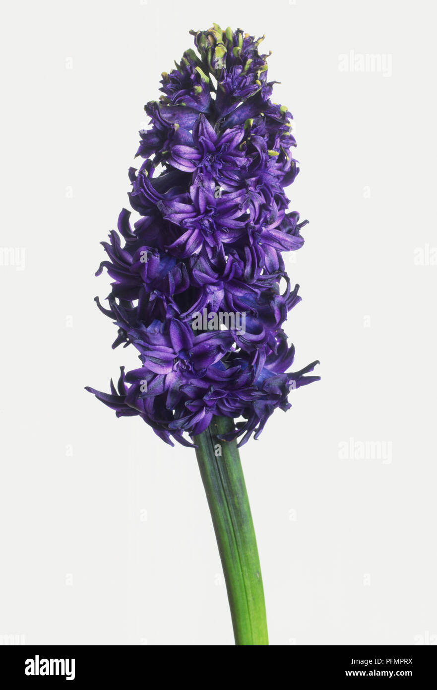 Close-up of the short, densely packed spikes of blue flowers of Hyacinthus orientalis 'King Codro'. Stock Photo