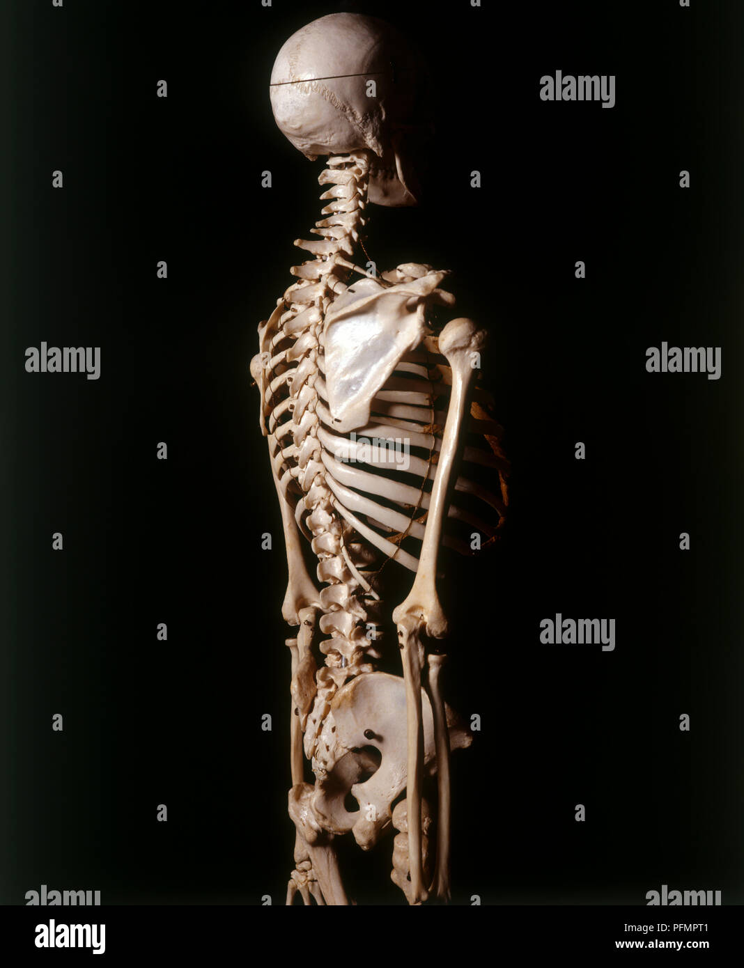 Human Skeleton Shoulder Blade Rib Cage And Vertebrae Side View Stock Photo Alamy