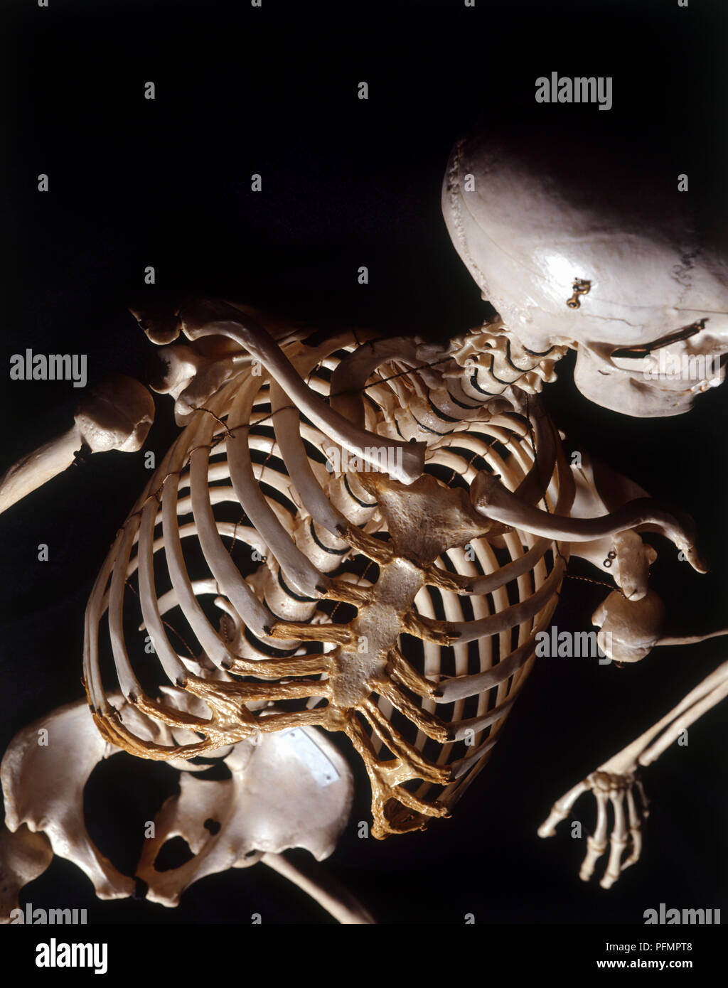 Human skeleton, rib cage, high angle view Stock Photo - Alamy