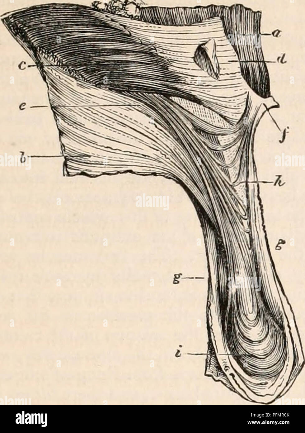 . The cyclopædia of anatomy and physiology. Anatomy; Physiology; Zoology. ABDOMEN. Fig. 3.. c, the internal oblique ; e, the descending fibres; /, point of insertion into the pubis ; h, one of the re- versed arches; d, conjoined tendons; a, rectus muscle. good deal diminished in size, crosses over the inferior and anterior portion of the tunica vagi- nalis testis, and begins to ascend along the inner side of the testicle and cord, keeping more pos- teriorly : this constitutes the second bundle; it gradually increases in size as it ascends by re- ceiving the transverse fibres from the bundle of Stock Photo
