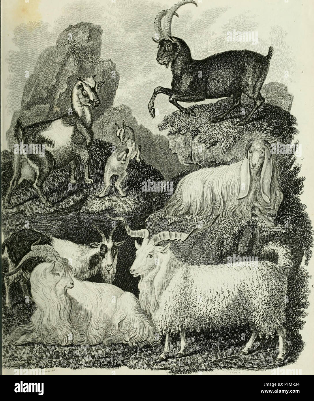 . The cyclopaedia; or, Universal dictionary of arts, sciences, and literature. Plates. Encyclopedias and dictionaries. P (' A I) i; [' r !â ; d s .MA.M.M.M.IA (;):.rs (',ll'l&lt;. . &lt;,().T. J.&lt;â . Ilâ.x Ilâ-x (loal . â .'..â i.C.V.gagrn.s . Sviiaii Coal . ('.. .u&quot;ora Cloal. J'-''liil^J^ilir.tct.en;t...fy,Hsfieoa-bvJ..,iu,imii.riw:.t /!re^..iOrm /{UmuMrr lUn,: ^. Please note that these images are extracted from scanned page images that may have been digitally enhanced for readability - coloration and appearance of these illustrations may not perfectly resemble the original work.. Stock Photo