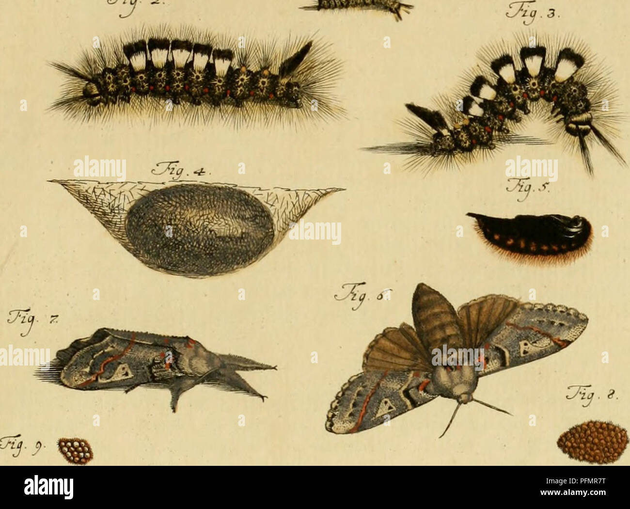 This image features a life-like, hand-colored illustration of insects ...