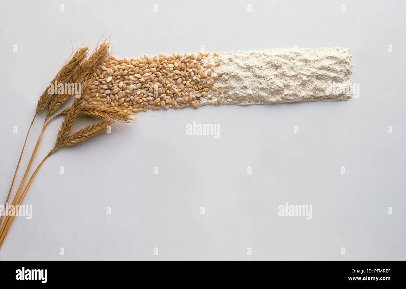 whale fin snake plant Whale Fin Sansevieria Masoniana White Variegated (Snake Plant) – Rooted Hues main image 1