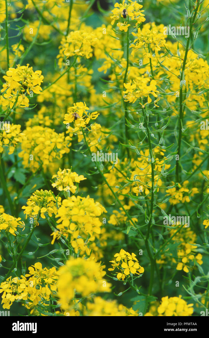 Brassicaceae, yellow flowers Stock Photo
