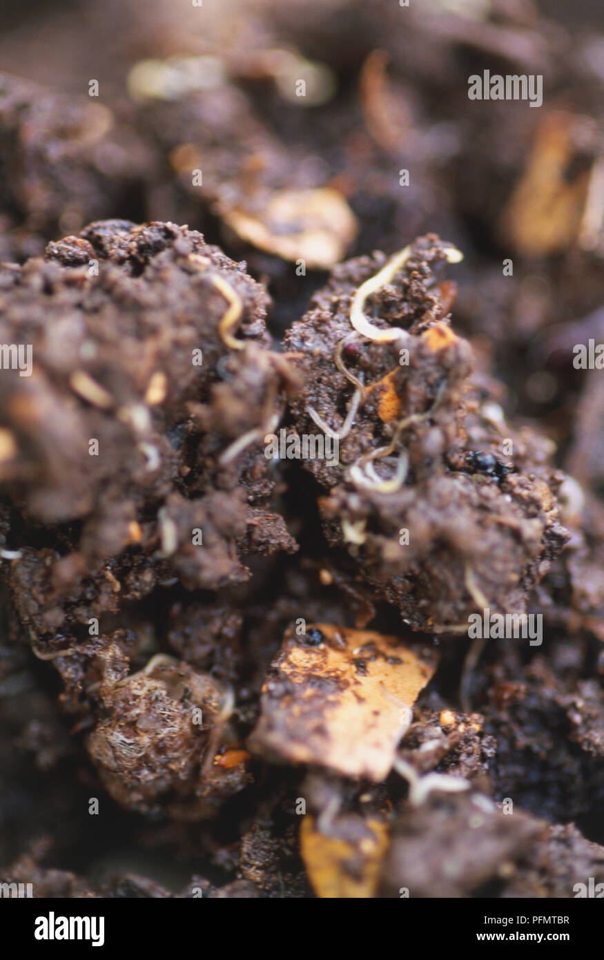 Closeup of small, white, threadlike enchytriad worms in the compost