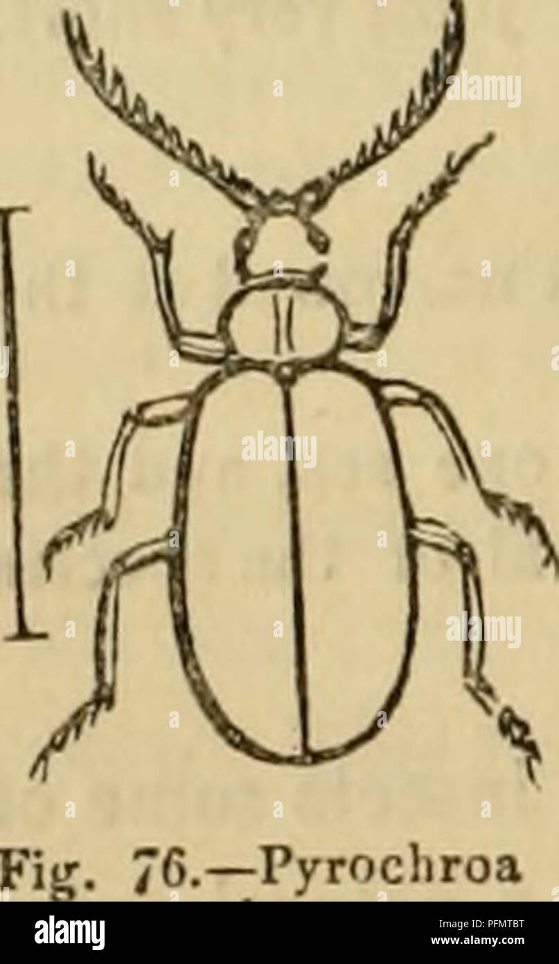 . Cuvier's animal kingdom : arranged according to its organization. Animals. 536 INSECTA. Rhinosimus, Latr. (Salpingiis, lUig.), has the antennae terminated by an elongated mass, formed of three or five joints ; the muzzle very flat, with a produced angle on each side before the tip. They reside beneath the bark of trees, and require in a natural order to be arranged near to Anthribus of Fabricius, by whom indeed they were united therewith. The body is depressed and the palpi thicker at the tips. [S. roboris, a pretty minute British species.] Our second general division,— THE FOURTH FAMILY OF  Stock Photo