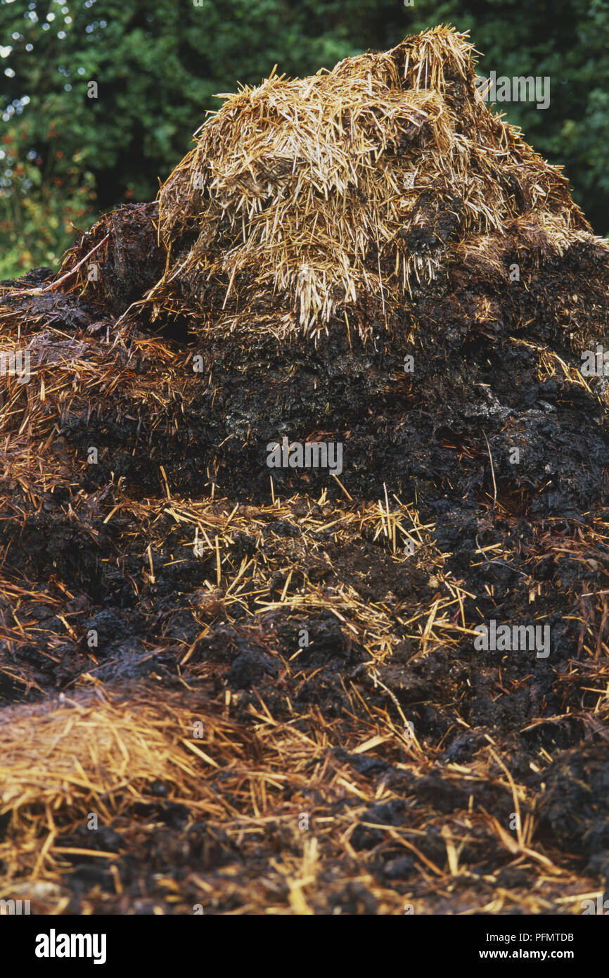 Heap of farmyard manure mixed with straw Stock Photo Alamy