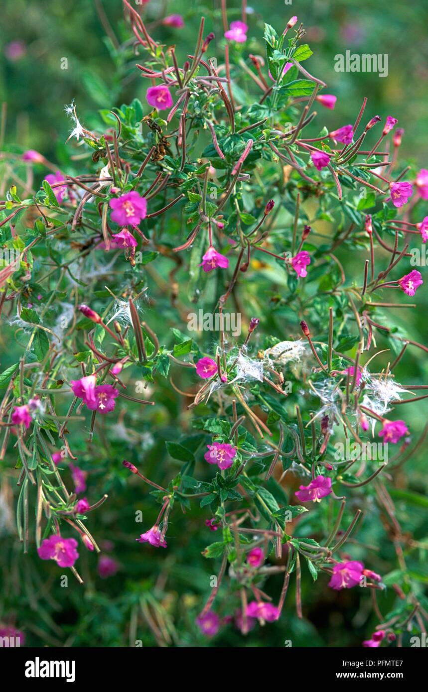 Weeds growing in a flowering Epilobium sp. (Willowherb) Stock Photo