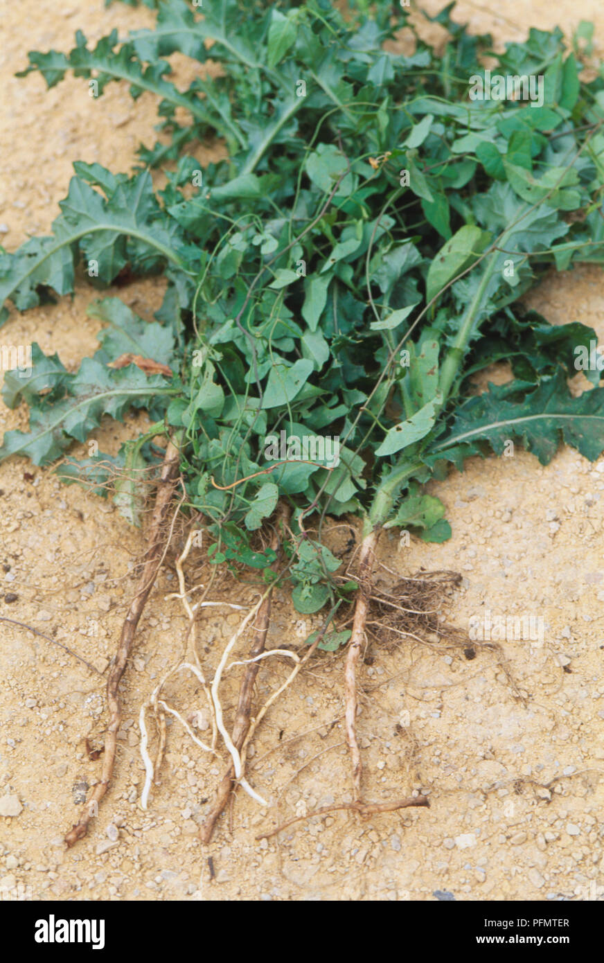 Overhead closeup of weeds with spreading, creeping roots Stock Photo