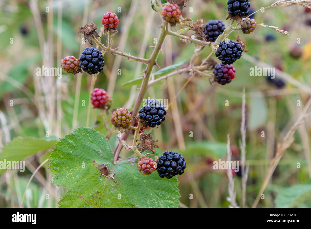 Wild blackberries growing on a bush Stock Photo Alamy