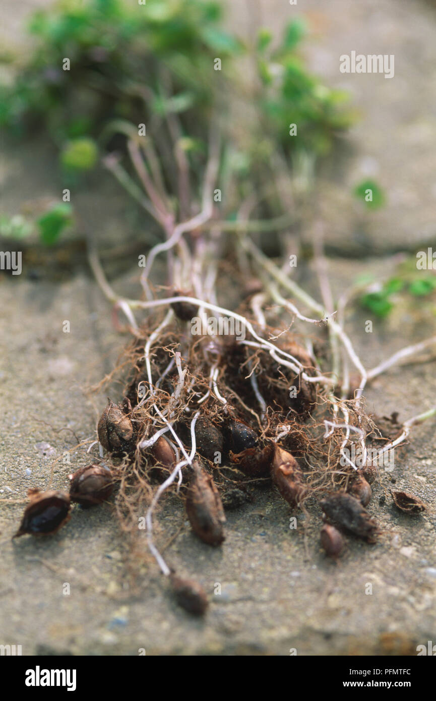 Close-up of bulbils, small bulbs with white shoots, lying on concrete after being pulled up from flowerbed. Stock Photo