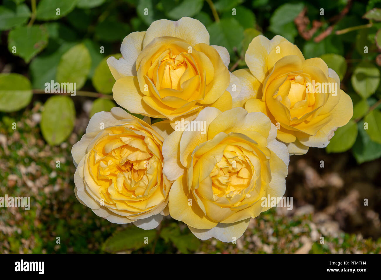 Yellow English shrub rose Stock Photo Alamy