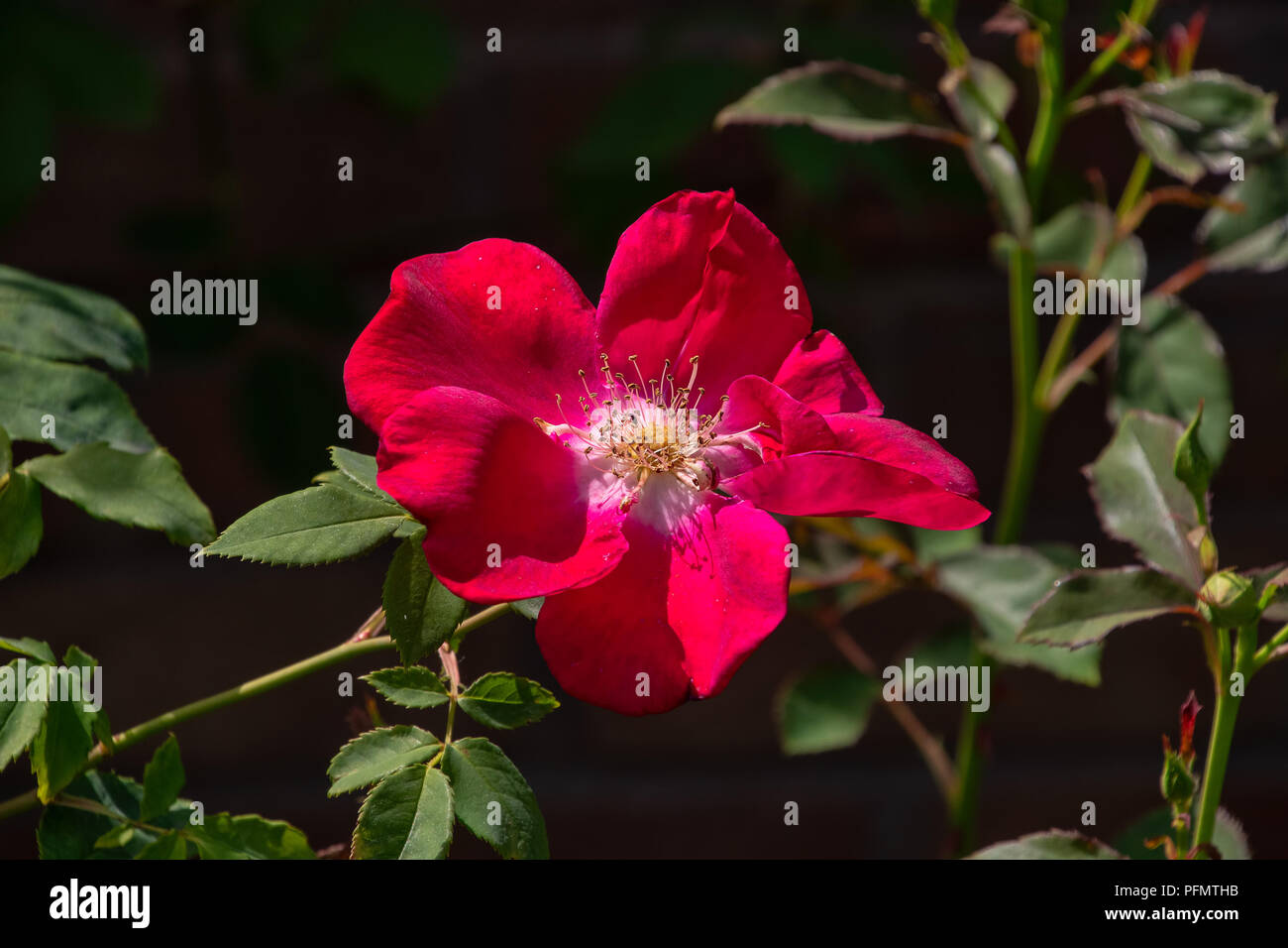 Red English shrub rose Stock Photo Alamy
