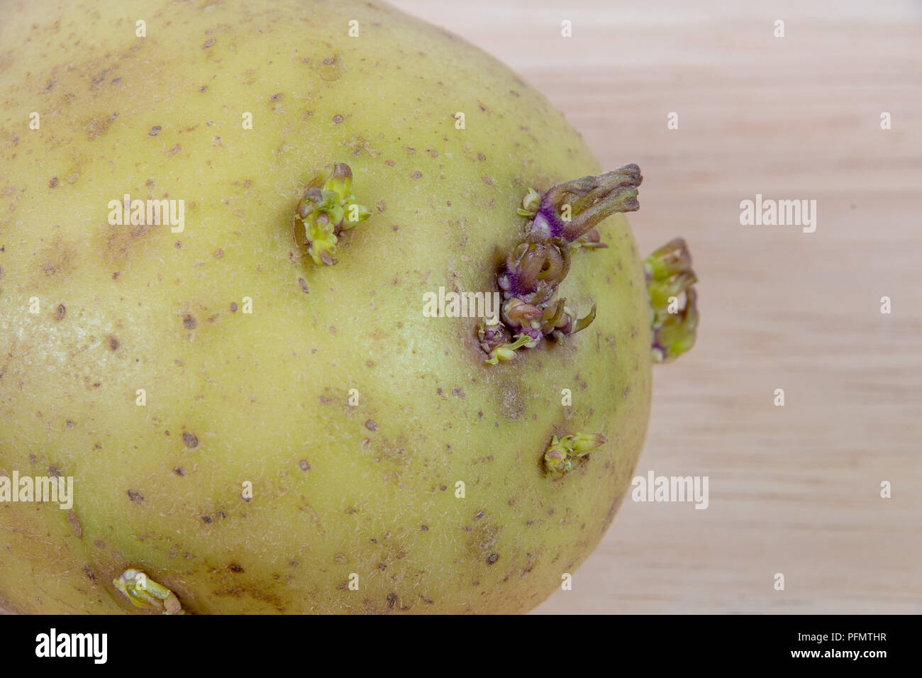 Raw potato which has started to seed and grow roots Stock Photo Alamy