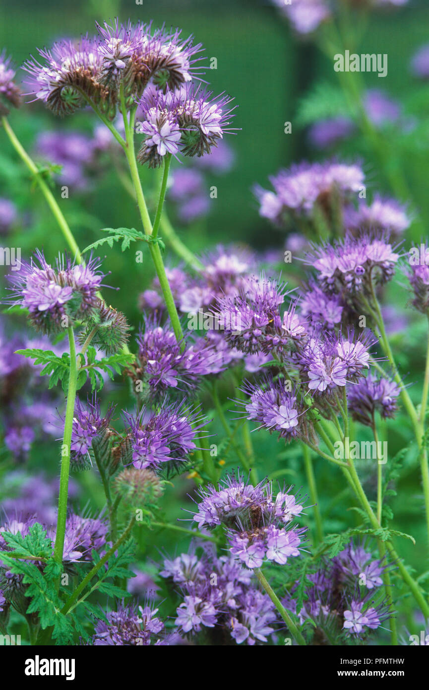 Close-up of the purple phacelia flowers. Stock Photo