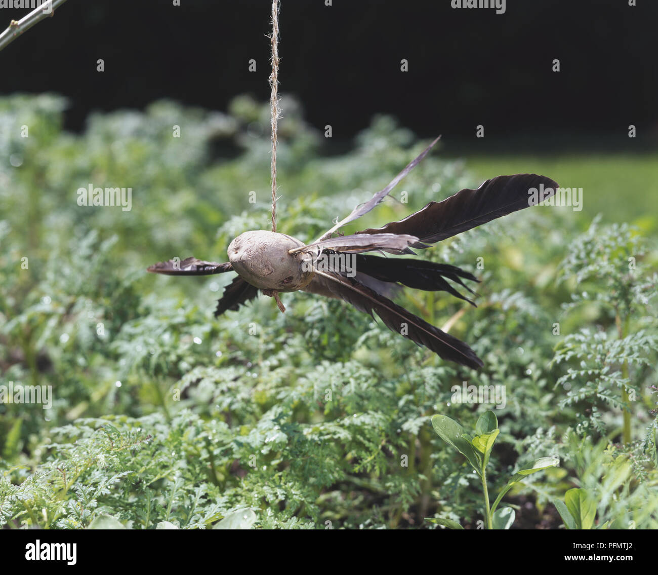 Bird deterrent made from a potato with feathers stuck in it and