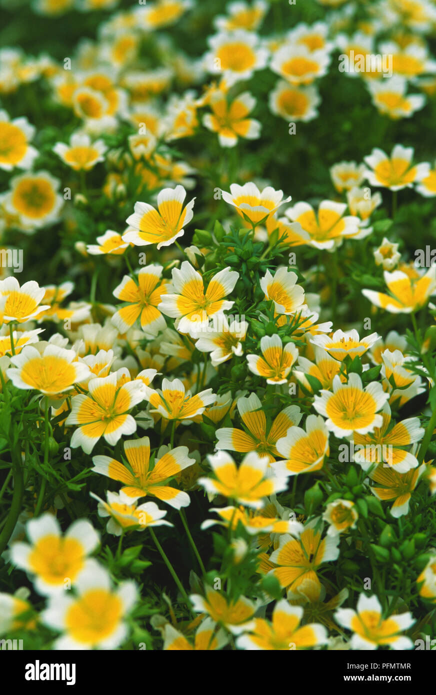Close-up of pretty poached egg flowers (Limnanthes douglasii). Stock Photo