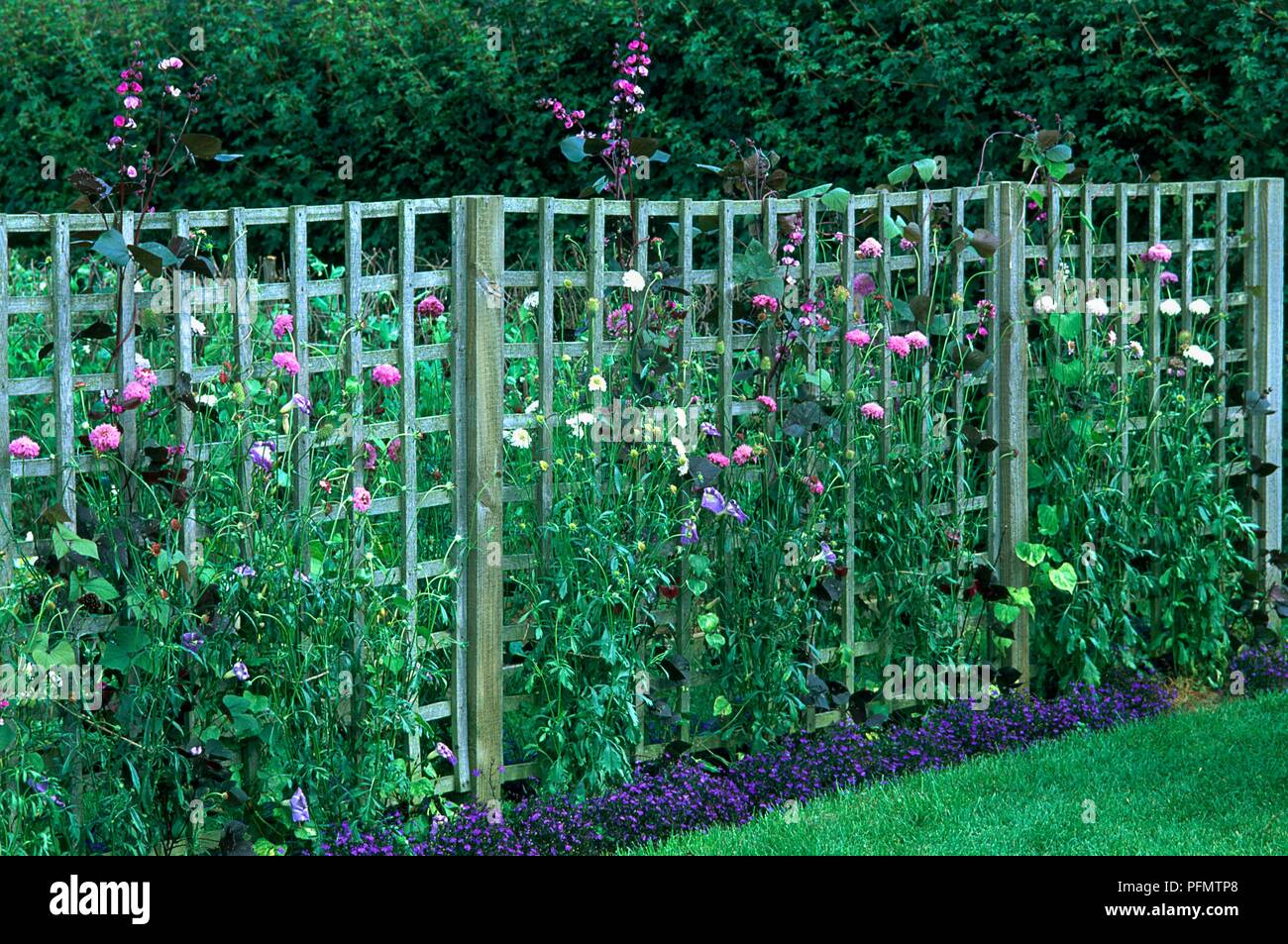 Trellis Fence High Resolution Stock Photography And Images Alamy Trellis Fence High Resolution Stock Photography And Images Alamy