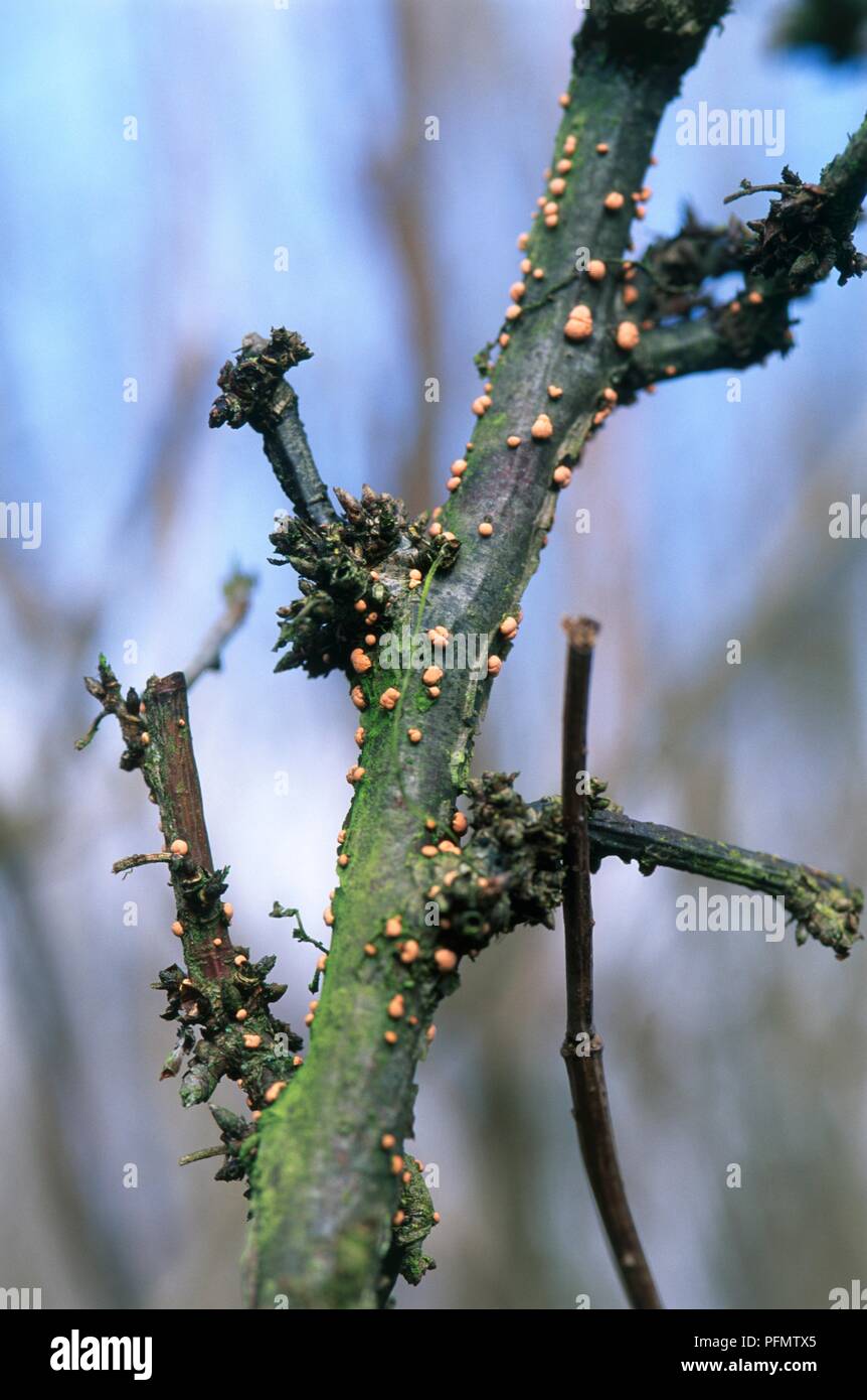Branch infested with coral spot, close-up Stock Photo