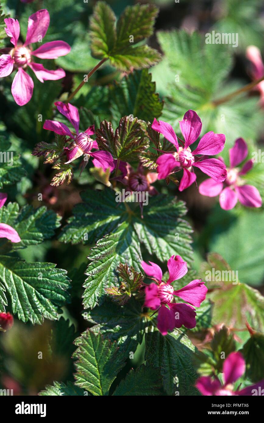 Purple-pink flowers and green leaves from Rubus arcticus (Arctic raspberry), close-up Stock Photo