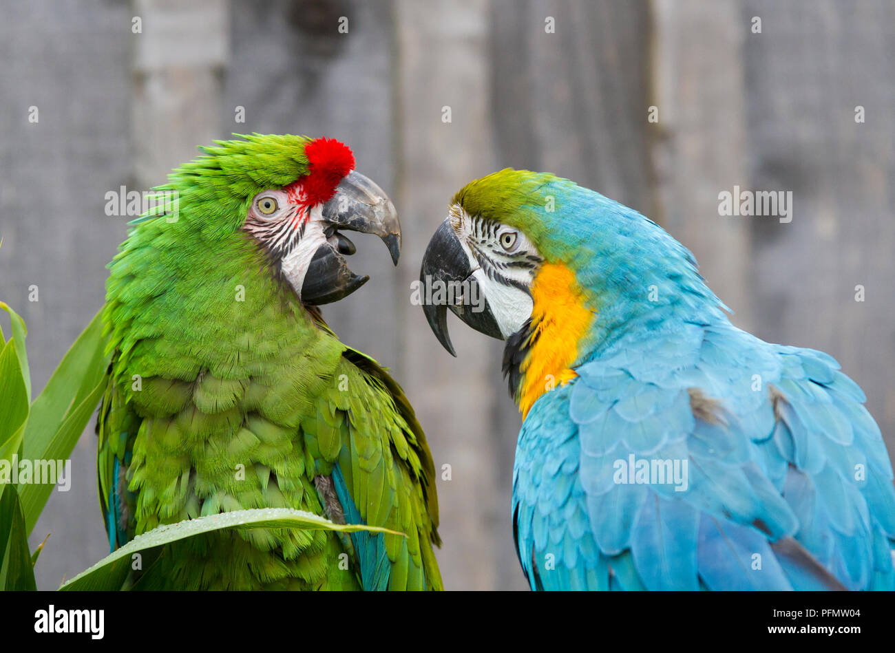 Curated visual reference: Fresh Look at A Great Green Macaw And Blue Throated Macaw Stock Photo