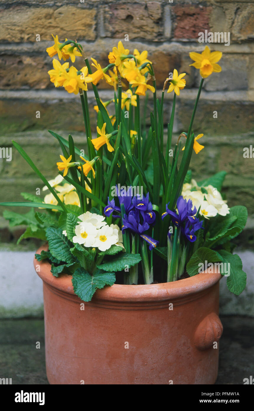 Terracotta plant pot filled with daffodils, irises and primroses Stock Photo Alamy