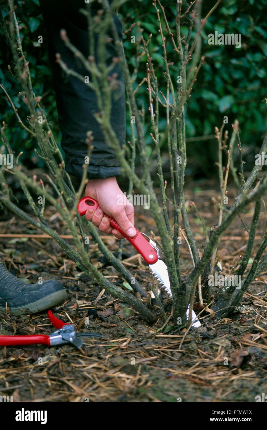 Using a small saw to prune out thick old branches at the base of a blackcurrant plant, close-up Stock Photo
