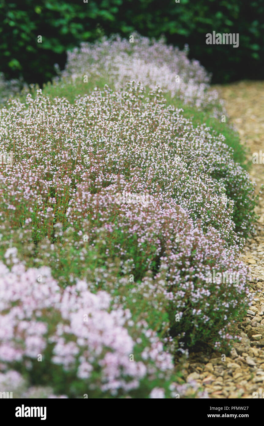 Flowering creeping wild thyme growing in a border Stock Photo Alamy