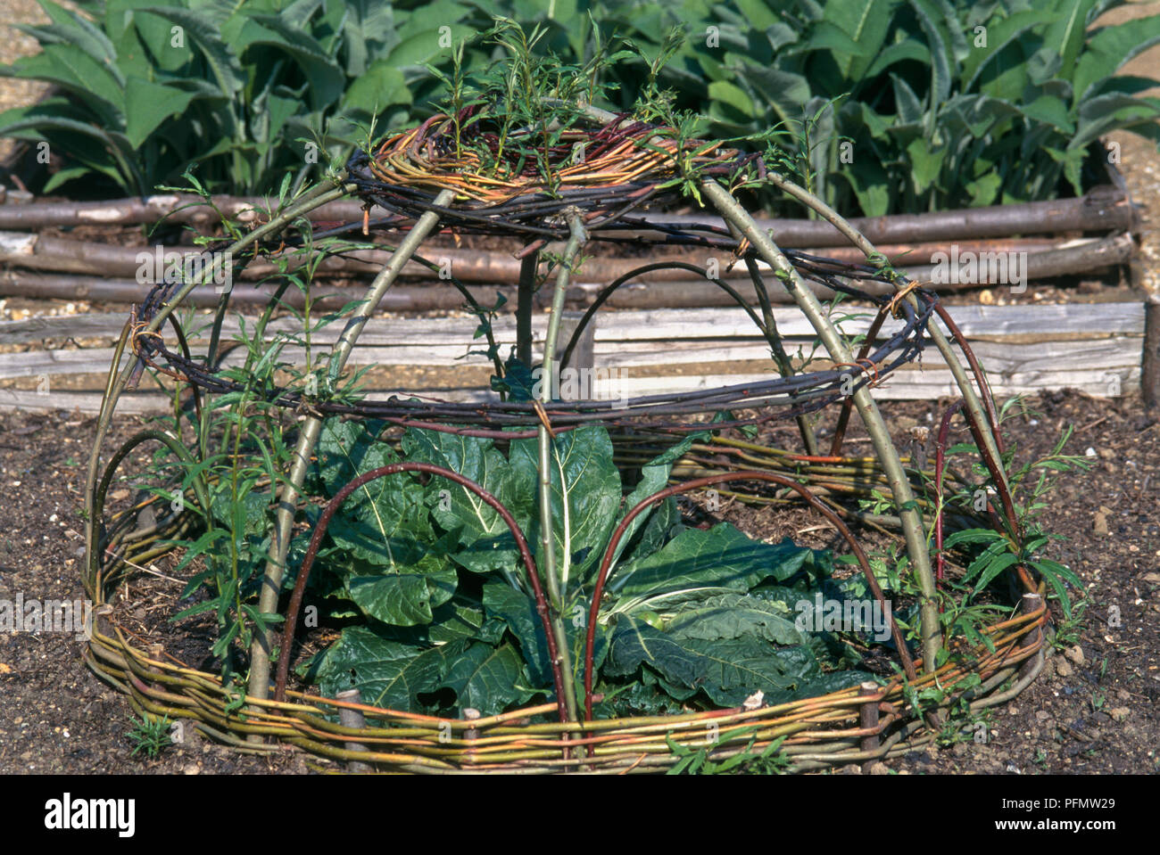Mandrake Leaves High Resolution Stock Photography And Images Alamy mandrake-leaves-high-resolution-stock-photography-and-images-alamy