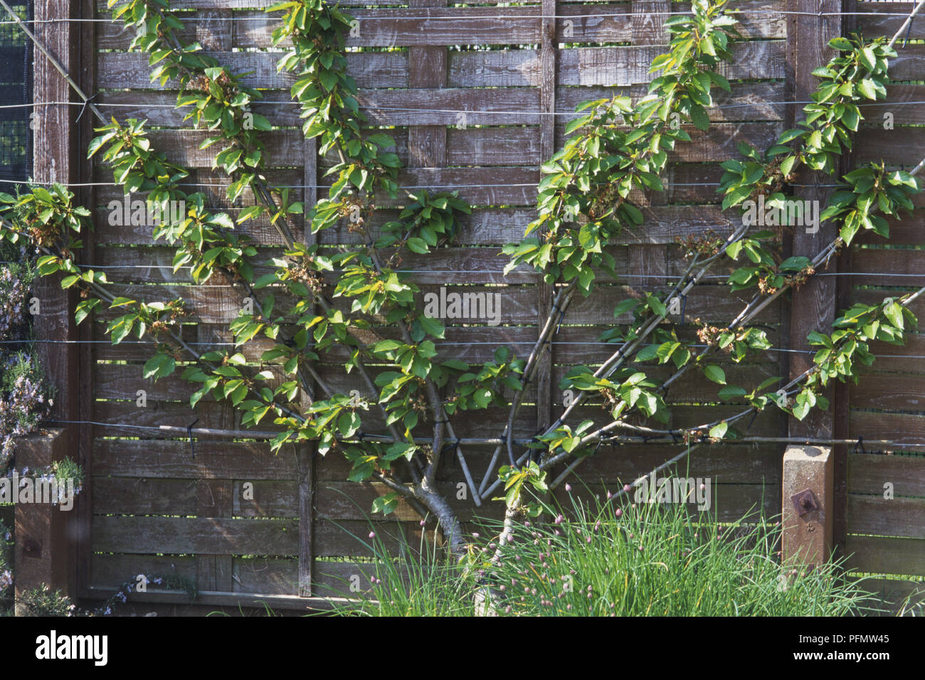 Fan-trained cherry tree against a garden fence Stock Photo - Alamy