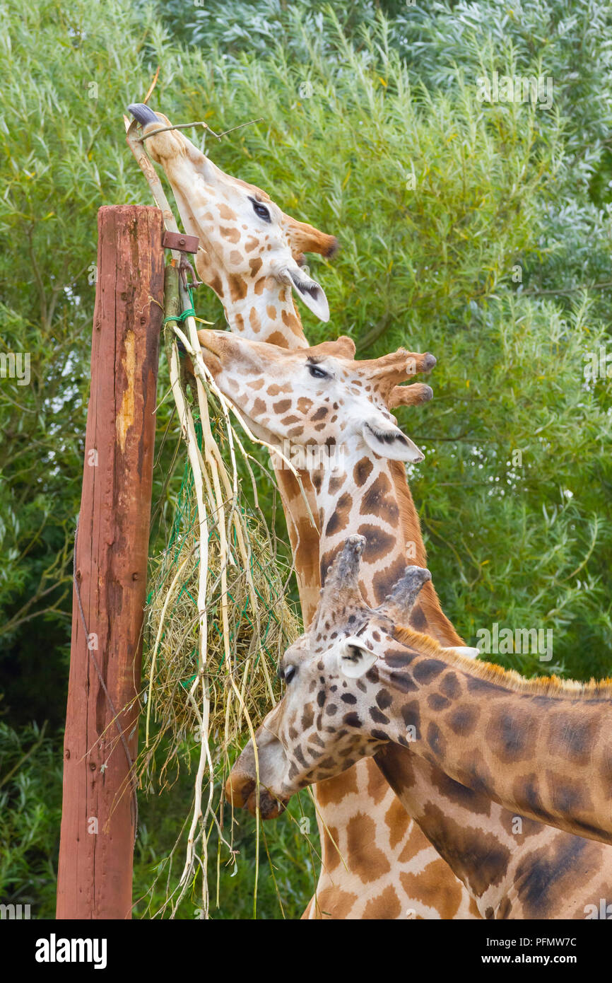 Giraffe eating at South Lakes Wild Animal Park in Dalton in Furness, Cumbria Stock Photo