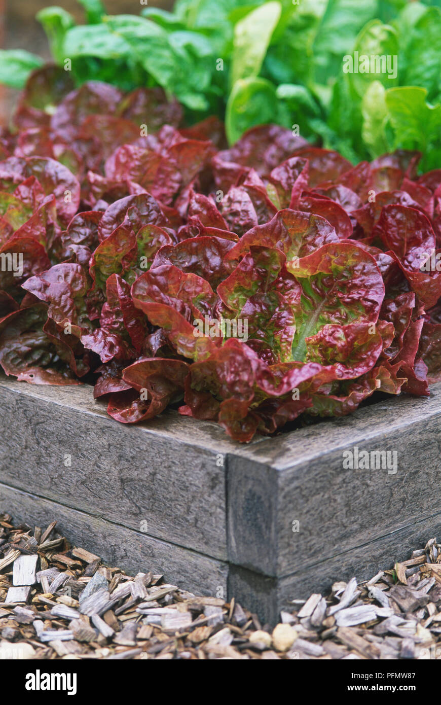 Timber edging around a bed of Lactuca sativa, red and, in background, green Lettuce, close up Stock Photo