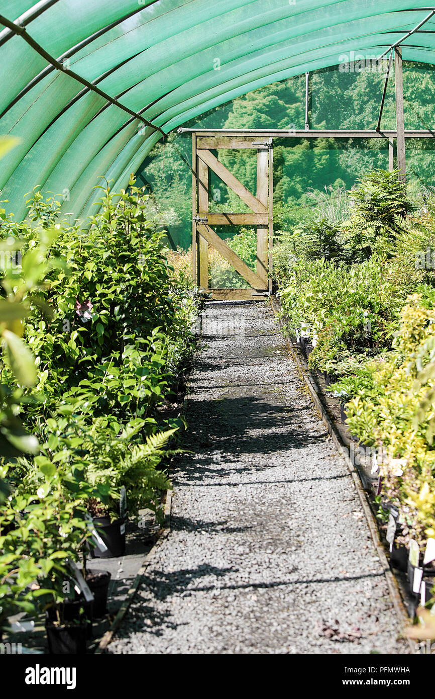 Portrait image of garden centre flowers, tree and shrubs on display and all for sale. Plants