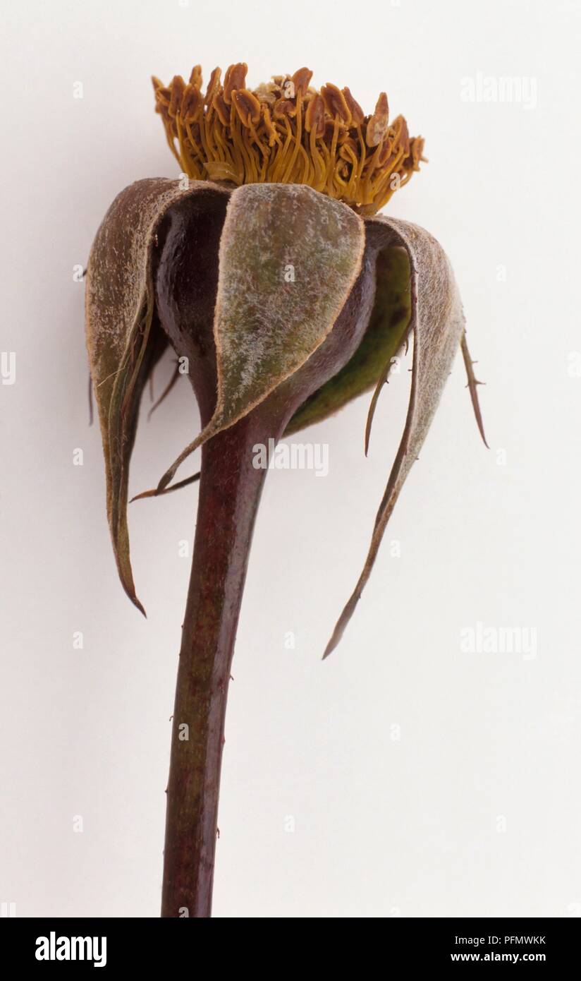 Rose seeds hi-res stock photography and images - Alamy